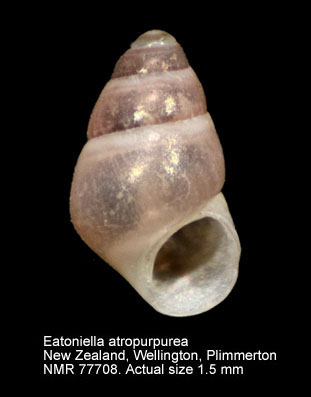 Eatoniella atropurpurea.jpg - Eatoniella atropurpurea(Frauenfeld,1867)
